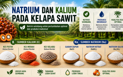 Natrium dan Kalium pada Kelapa Sawit: Apakah Natrium Dapat Menggantikan Sebagian Fungsi Kalium?