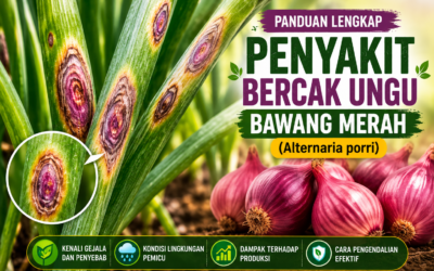 Penyakit Busuk Daun / Bercak Ungu (Alternaria porri) pada Tanaman Bawang Merah
